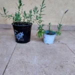 ייחורים